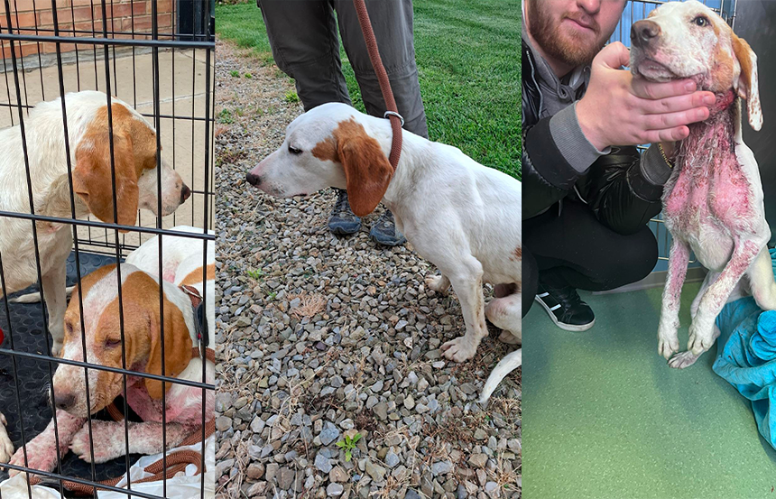 San Gimignano, Hope non è un caso isolato: altri cani ritrovati in stato critico, ad uno manca una zampa