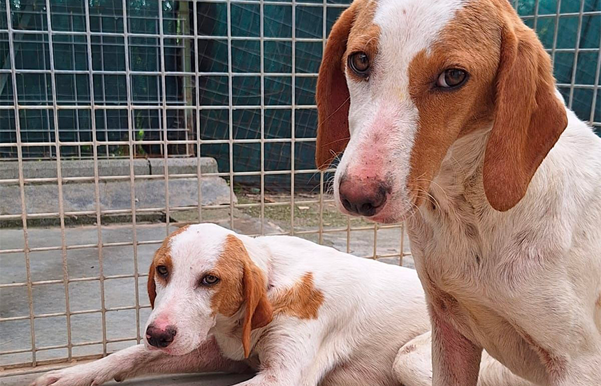 San Gimignano, recuperati altri due cani abbandonati: sono sei in totale