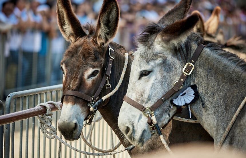 A Torrita di Siena torna il 66° Palio dei Somari